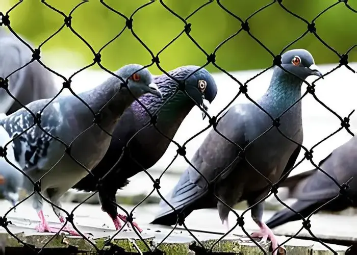 Pigeon Safety Nets in Whitefield, JP Nagar