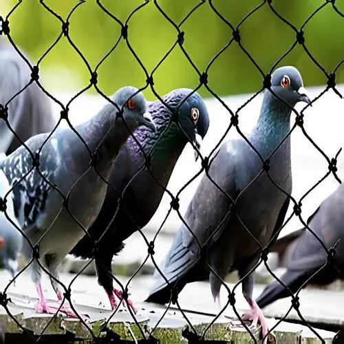 Pigeon Safety Nets in Bangalore-Madhu Safety Nets (2)